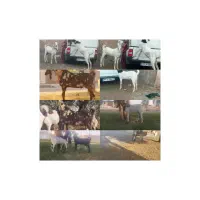 هشت تا بز پاکستانی سرقت شدن