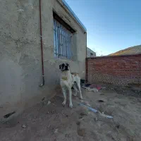 سگ افغان دهن پاک۴ساله