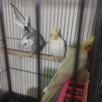 عروس لوتینو والبینو|پرنده|اسلامآباد غرب, |دیوار