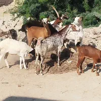 بره نر و ماده|حیوانات مزرعه|قشم, |دیوار