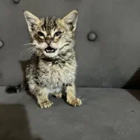 واگذاری بچه گربه