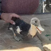 اردک