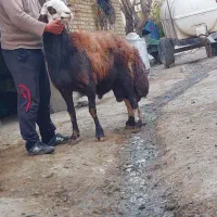 قوچ پلنگی|حیوانات مزرعه|ملایر, |دیوار