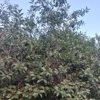 خانه ویلایی تروتمیز باتمام امکانات