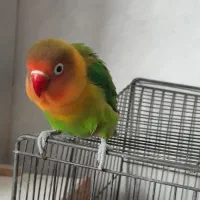 طوطی برزیلی|پرنده|اصفهان, گرکان|دیوار