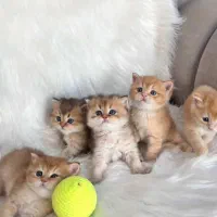 گربه‌ در تمامی نژاد‌ها ( اسکاتیش پرشین بریتیش )