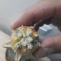 کاکتوس آستریاس ابلق