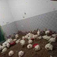 مرغ گوشتی زنده