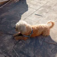 سگ گمشده محدوده بزرگمهر