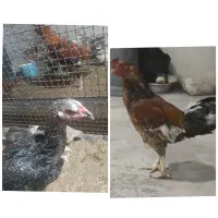 مرغ وخروس لاری معاوضه با دوچرخه ۲۴یا۲۶