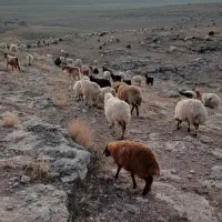 به ینفر چوپان نیاز دارم