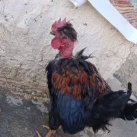 خروس گردن لخت