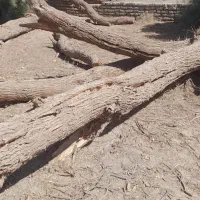 فروش کُنده درخت گز