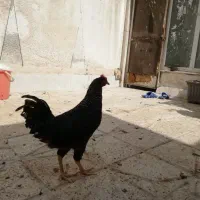 خروس|حیوانات مزرعه|مشهد, شهید بهشتی|دیوار