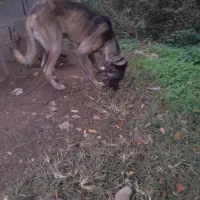 سگ سراب نر و ماده ذات قدیم.|سگ|رشت, حومه رشت|دیوار