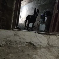 مالینویز جفت