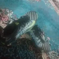 کفش ورزشی