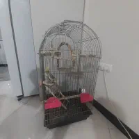 جوجه عروس هلندی