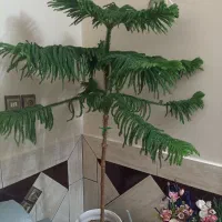 گل کاج مطبق