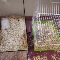 واگذاری همستر