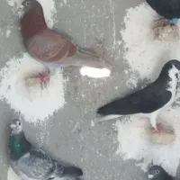 کبوتر زدوخوردی