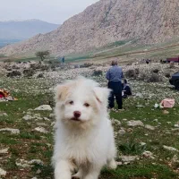 سگ چشم رنگی شیتزو