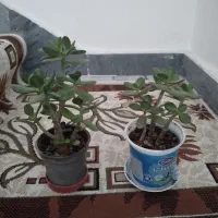 گل های ۱۰۰تومنی
