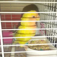 طوطی برزیلی