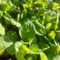 نهال بادمجان گوجه فلفل و...