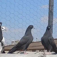 کفتر سیاه رستاخیز