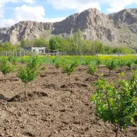 فنس کشی،محوطه سازی، آلاچیق، آبیاری قطری،سم پاشی|خدمات باغبانی و درختکاری|کرمانشاه, |دیوار