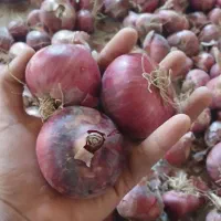 پیاز فرمز|خوردنی و آشامیدنی|دشتابی, |دیوار