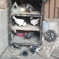 فروش کفتر طوقی و مسافتی