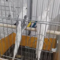 عروس هلندی البینو