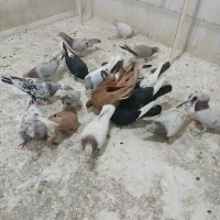 ۲۰تاکبوتر|پرنده|الوند, |دیوار