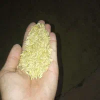بذر جو