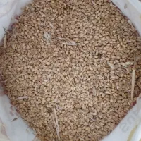 فروش گندم