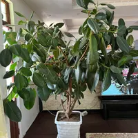 گل فیکوس|گل و گیاه طبیعی|مراغه, |دیوار