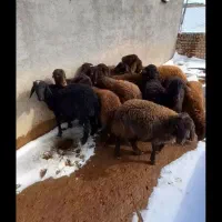 گود‌گوسفندی‌