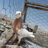 طوقی و سینه