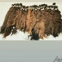 خریدار اصلی و صادرکننده موی طبیعی