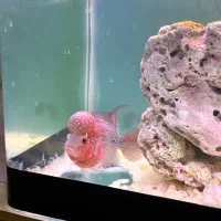 ماهی فلاور هورن‌ گرید A