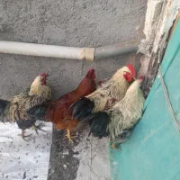 خروس محلی چاق|حیوانات مزرعه|اردبیل, |دیوار