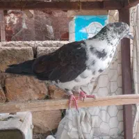 کبوترپرشی|پرنده|اصفهان, کارلادان|دیوار