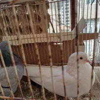 کبوتر|پرنده|ایوان, |دیوار