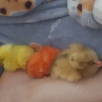 جوجه رنگی و جوجه اردک