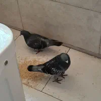 کبوتر جفت نر وماده