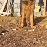 ژرمن و رودفالر میکث