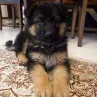 واگذاری ژرمن ورک ماده|سگ|شیراز, ارم|دیوار