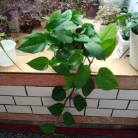 گل با پرورش خونگی